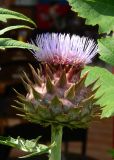 Cynara scolymus