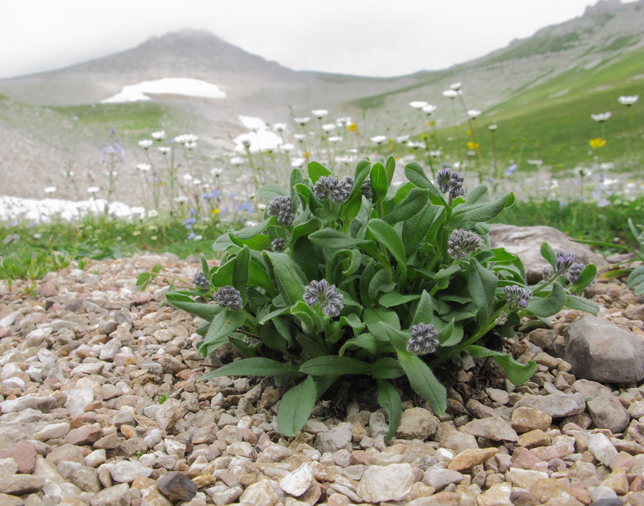 Изображение особи Myosotis alpestris.