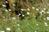 Cerastium uralense