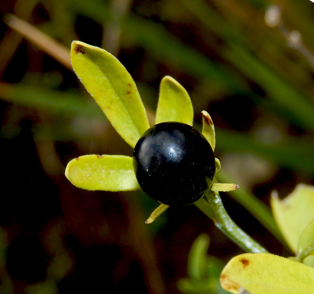 Изображение особи Jasminum fruticans.