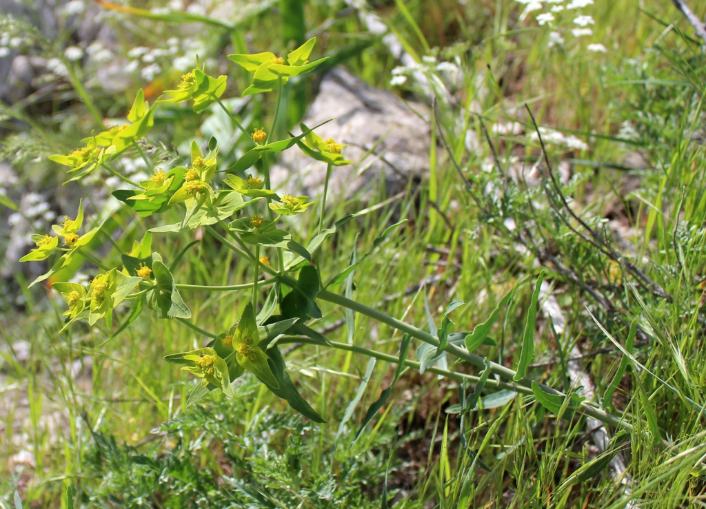 Изображение особи Euphorbia bungei.