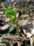 Mercurialis perennis