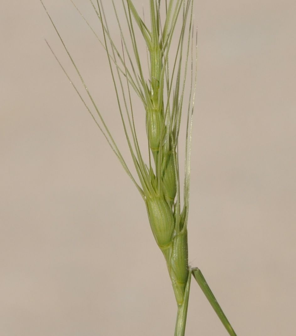 Изображение особи Aegilops triuncialis.