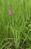 Gladiolus imbricatus