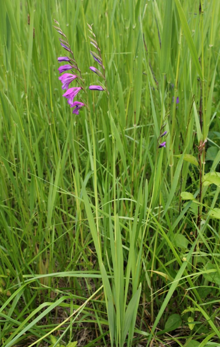 Изображение особи Gladiolus imbricatus.