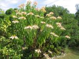 Euphorbia cyathophora