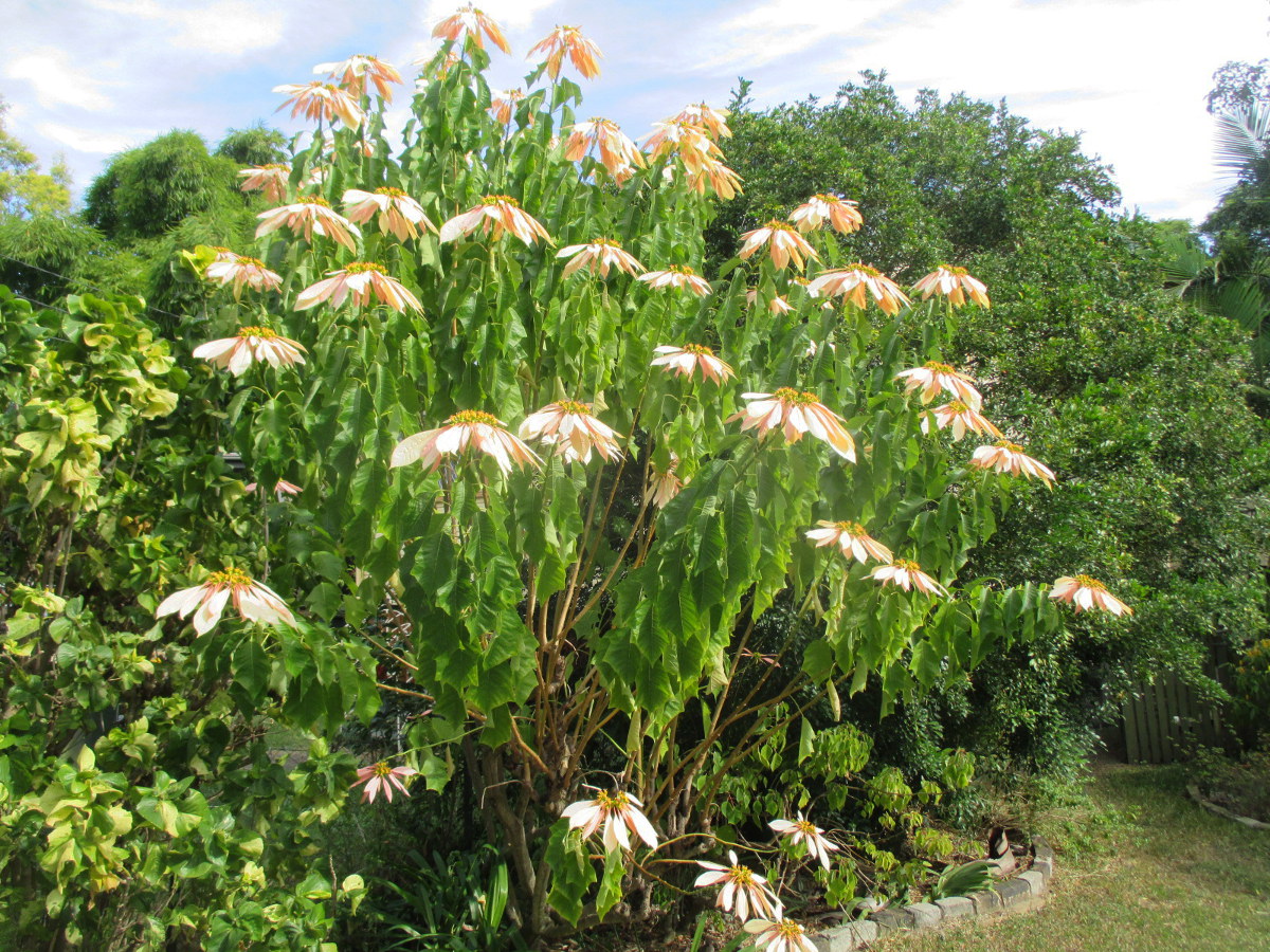 Изображение особи Euphorbia cyathophora.