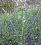 Ornithogalum boucheanum