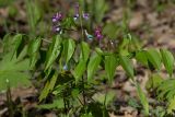 Lathyrus vernus. Верхушка цветущего растения. Башкортостан, Ишимбайский р-н, гора Куштау, лиственный лес. 15.05.2013.