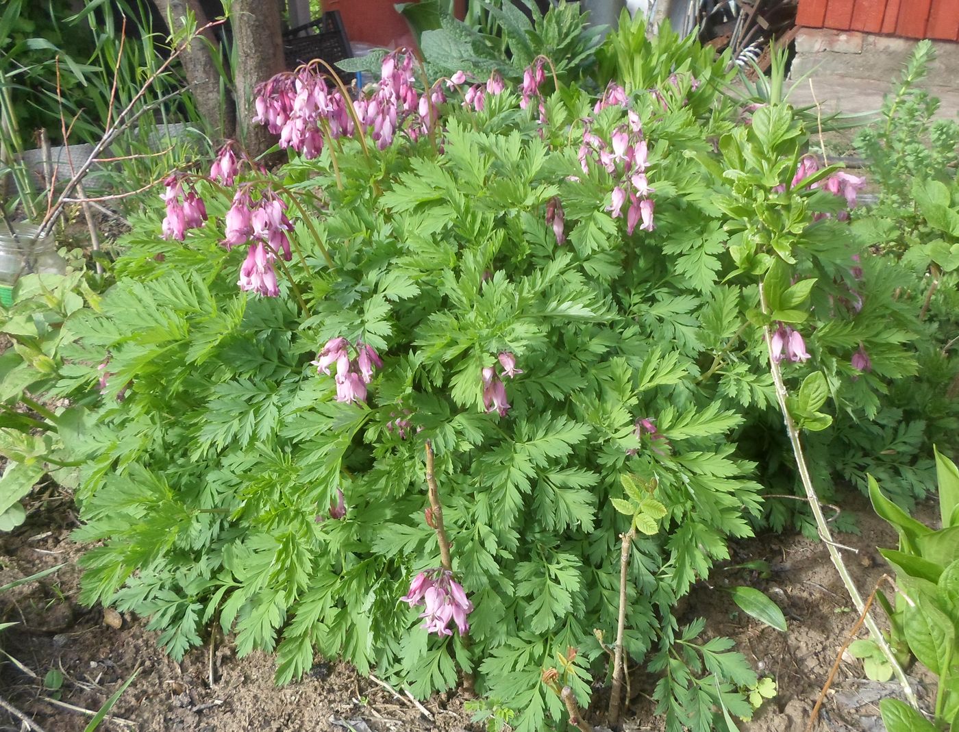 Изображение особи Dicentra formosa.