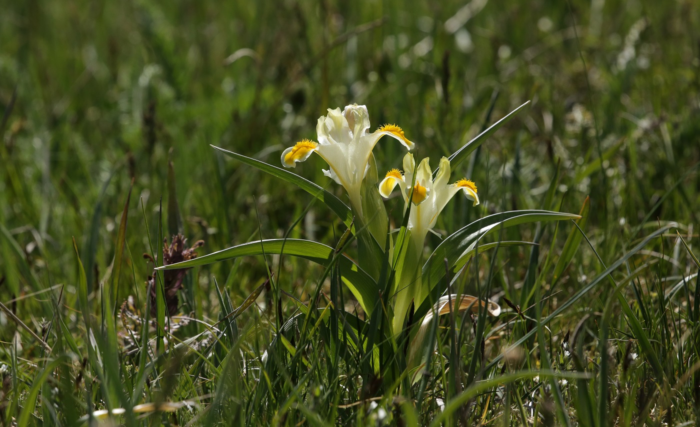 Изображение особи Juno orchioides.