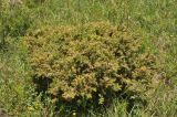 Juniperus hemisphaerica. Куст. Грузия, Боржоми-Харагаульский национальный парк, маршрут №1; гребень горного отрога между ручьями Читахеви и Ликани, ≈ 1600 м н.у.м, большой луг. 25.05.2018.