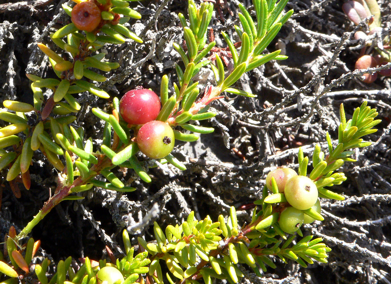 Image of Empetrum subholarcticum specimen.