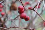 Crataegus submollis. Часть побега и соплодие. Московская обл., г. Дмитров, в культуре. 28 октября 2018 г.