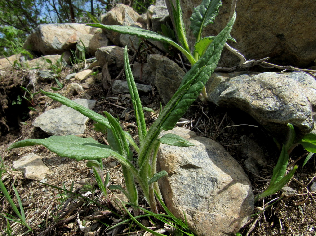 Image of Saussurea schweingruberi specimen.