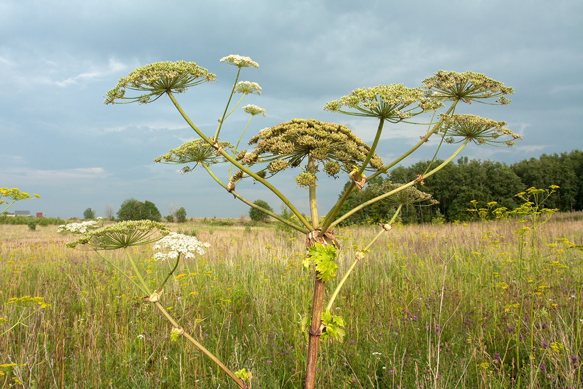 Изображение особи Heracleum sosnowskyi.