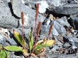 Plantago camtschatica