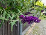 Buddleja davidii