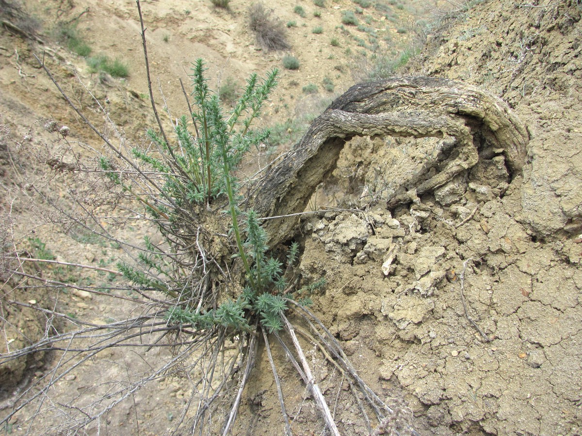 Изображение особи семейство Chenopodiaceae.