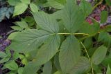 Rubus idaeus