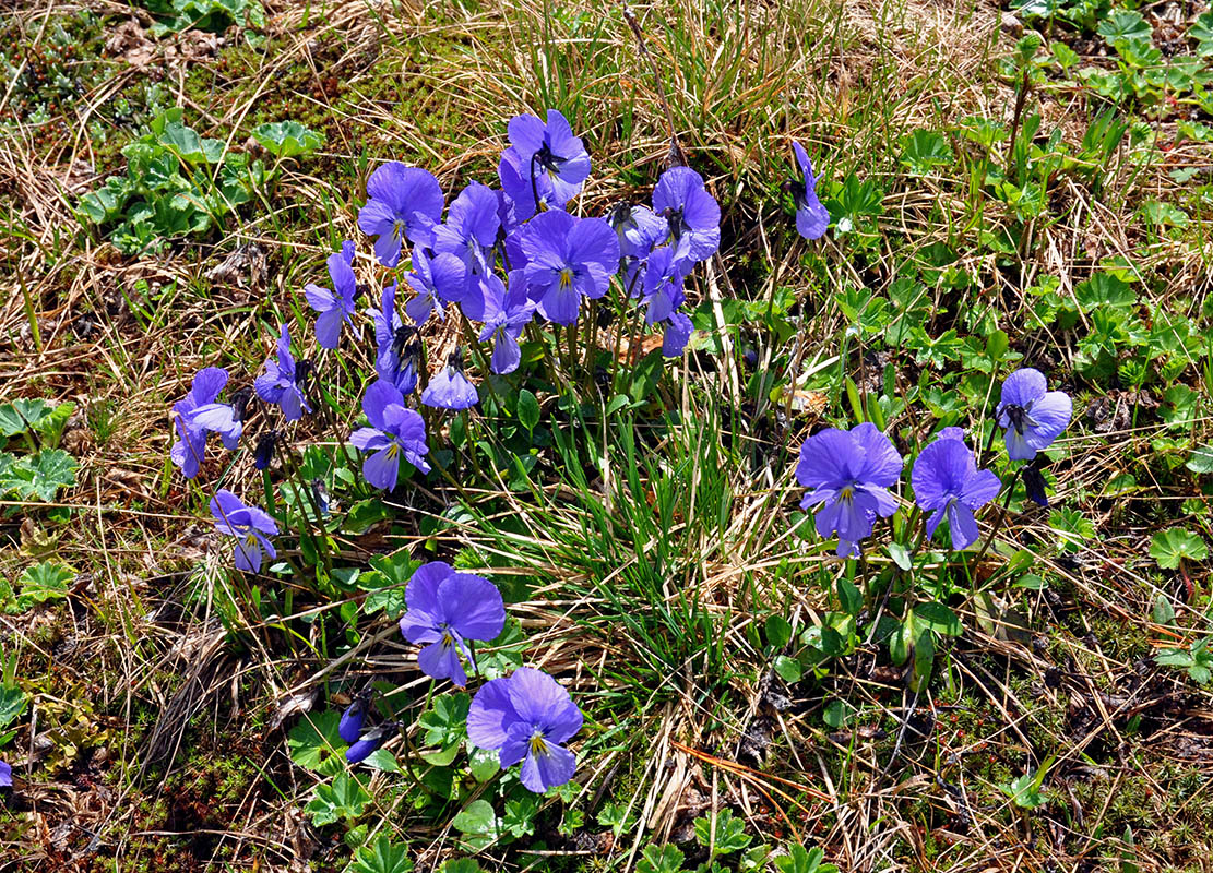 Изображение особи Viola altaica.