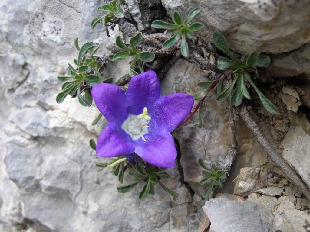 Изображение особи Campanula saxifraga.