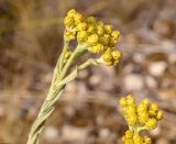 Helichrysum arenarium. Верхняя часть генеративного побега с ещё не раскрывшимися соцветиями. Казахстан, Карагандинская обл., Улытауский р-н, долина р. Шагырлы, подножие сопки. 03.07.2019.