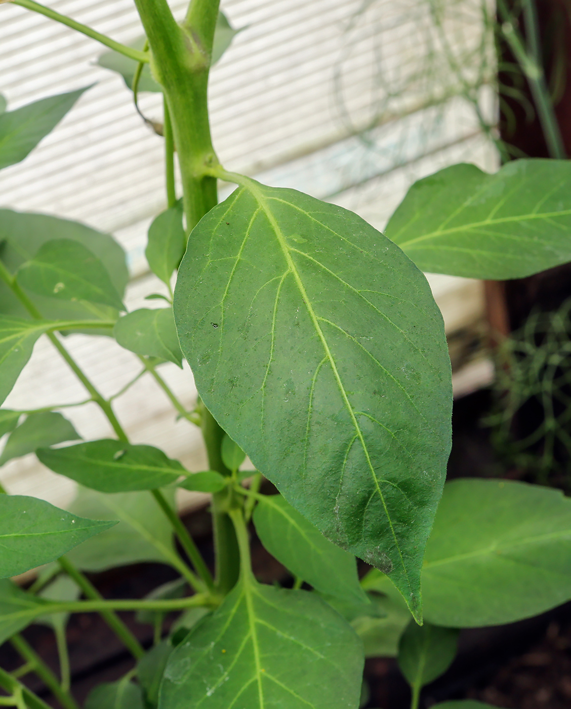 Изображение особи Capsicum annuum.