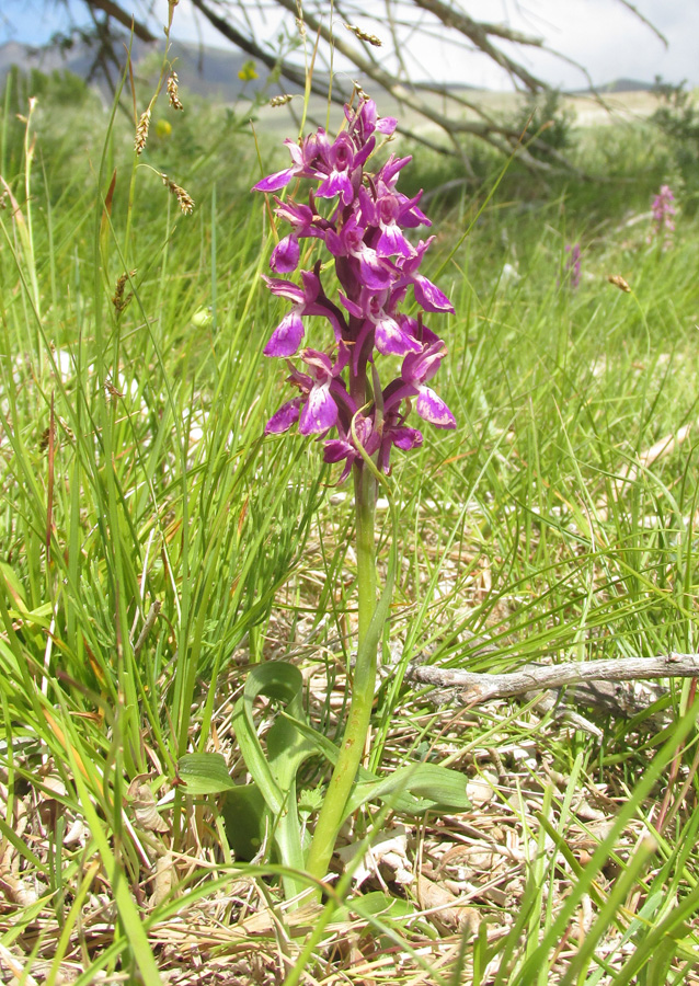 Изображение особи Dactylorhiza salina.