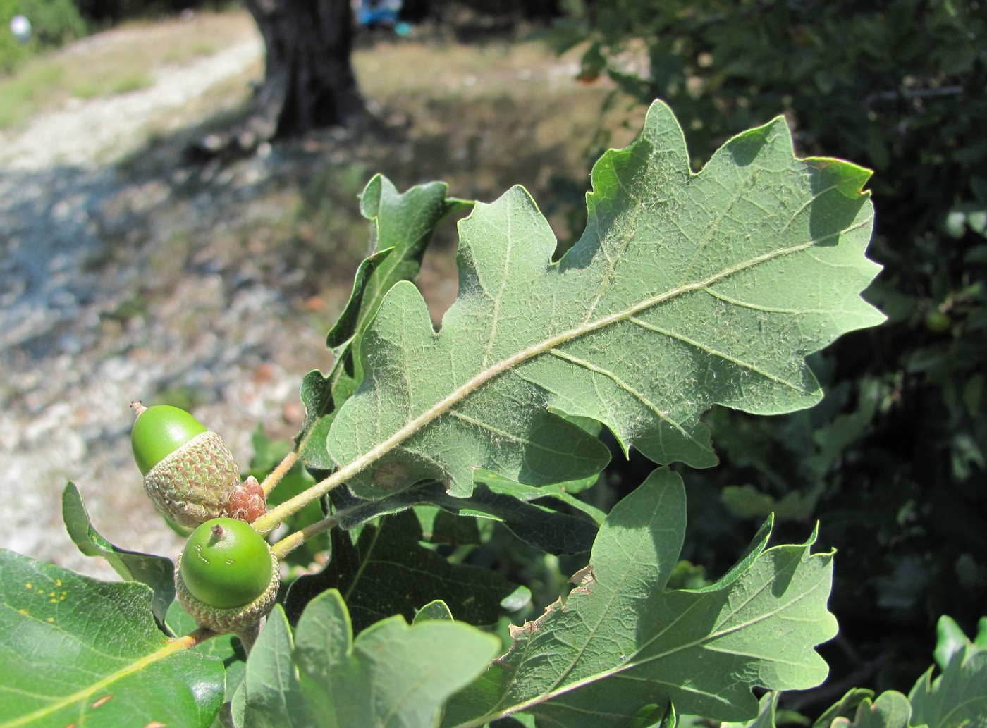 Изображение особи Quercus pubescens.