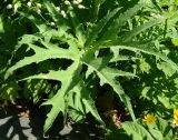 Heracleum freynianum