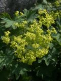 Alchemilla urceolata