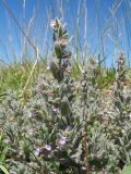 Teucrium scordioides