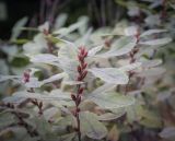 Myrica tomentosa