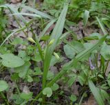 Gagea lutea