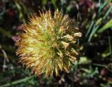 Taraxacum officinale