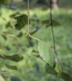 Betula litwinowii. Верхушка побега с генеративной(?) почкой. Москва, ГБС РАН, дендрарий. 30.08.2021.