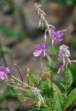 Chamaenerion angustifolium