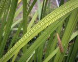 Acorus calamus. Часть листа. Москва, Аптекарский огород, в культуре. 03.09.2021.