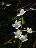 Parnassia palustris. Верхушки побегов с цветками. Республика Алтай, Кош-Агачский р-н, Джумалинские ключи, ≈ 2400 м н.у.м., рядом с радоновым источником. 3 августа 2020 г.