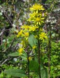 Solidago virgaurea подвид dahurica. Верхние части цветущих растений. Красноярский край, Ермаковский р-н, парк \"Ергаки\", окр. оз. Тушканчик, заросший курумник на берегу озера. 24.07.2012.