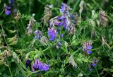 Vicia japonica