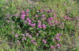 Trifolium pratense