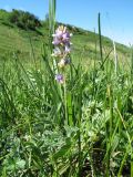 genus Oxytropis. Цветущее растение. Восточный Казахстан, Южный Алтай, сев. подножья хр. Сарымсакты, Бухтарминская впадина, ур. Кара-Джир, разнотравье на берегу термального ручья. 26 июня 2023 г.