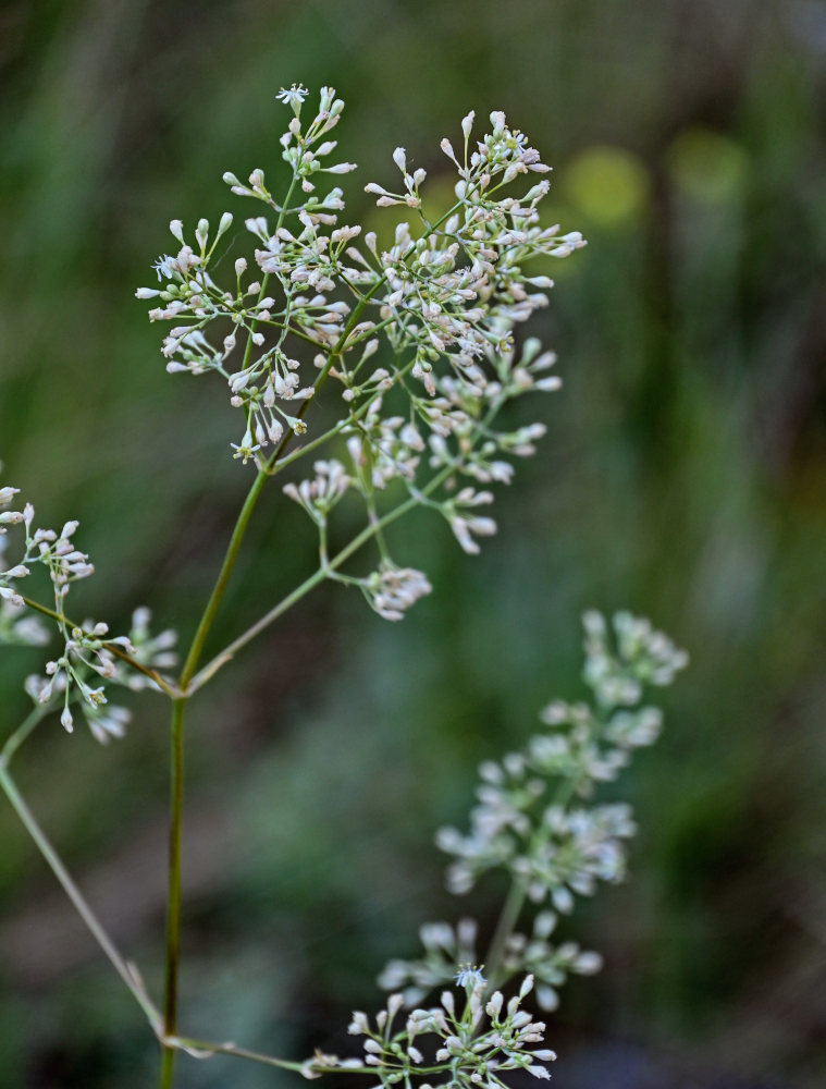 Изображение особи Silene wolgensis.