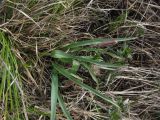 Tulipa uniflora