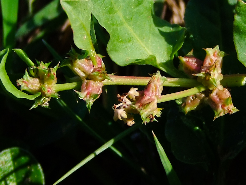 Изображение особи Rumex spinosus.