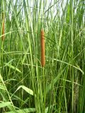 Typha angustifolia. Листья и часть побега с соцветием. Ульяновская обл., Мелекесский р-н, с. Лопатино, Сусканский залив Куйбышевского вдхр. 15.07.2007.