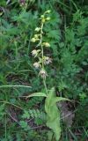 Epipactis helleborine. Цветущее растение. Крым, Байдарская яйла, восточный склон горы Каланых-Кая, грабово-дубовый лес. 12 июня 2012 г.