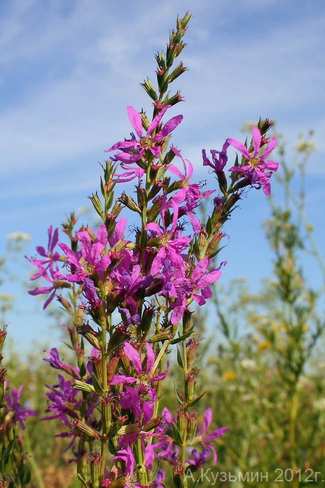 Дербенник лозный (Lythrum virgatum)